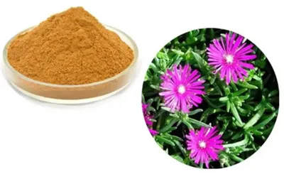 Kanna Extract Powder 10: 1 20: 1